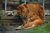 liger-parchen.jpg